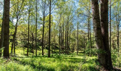 Photo #5 of 722 GREENFIELD MOUNTAIN FARM, AFTON, VA 12.0 acres