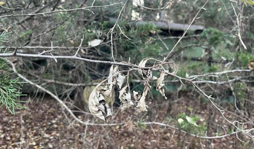 Photo #12 of MITCHELL FORD RD, LIGNUM, VA 96.5 acres