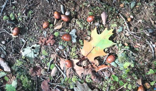 Photo #24 of OAKCREST LN, NELLYSFORD, VA 7.9 acres