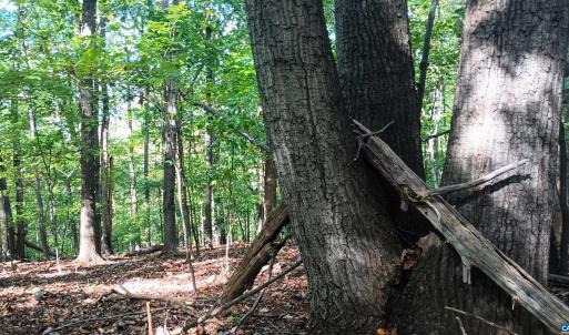 Photo #22 of OAKCREST LN, NELLYSFORD, VA 7.9 acres