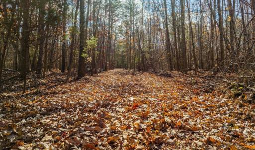 Photo #18 of HOLLANDS RD, BYBEE, VA 70.2 acres