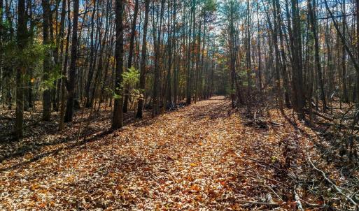 Photo #9 of HOLLANDS RD, BYBEE, VA 70.2 acres