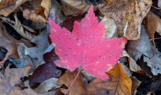 Photo #31 of TBD RED HILL RD, CHARLOTTESVILLE, VA 21.0 acres
