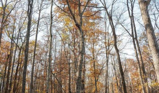 Photo #46 of TBD RED HILL RD, CHARLOTTESVILLE, VA 21.0 acres