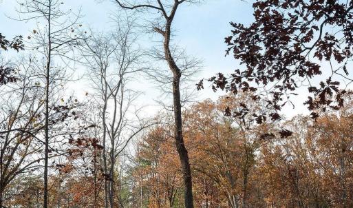 Photo #48 of TBD RED HILL RD, CHARLOTTESVILLE, VA 21.0 acres