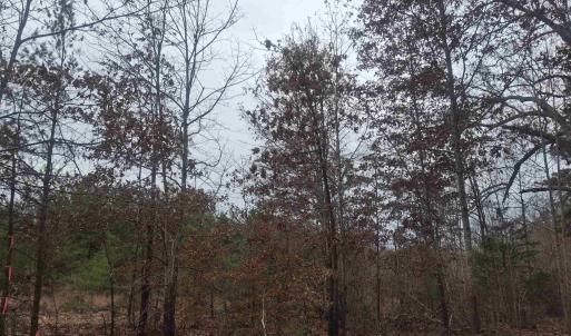 Photo #4 of INDIAN PIPE RUN, PALMYRA, VA 21.1 acres