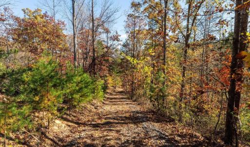 Photo #23 of 6424 FREE UNION RD, FREE UNION, VA 34.7 acres