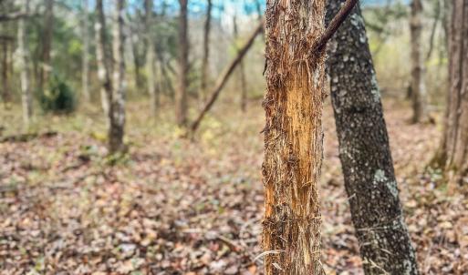 Photo #17 of TBD RIDGE ST, LOVINGSTON, VA 49.3 acres