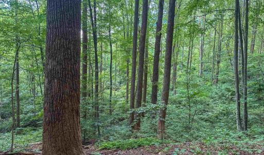 Photo #18 of TBD RIDGE ST, LOVINGSTON, VA 49.3 acres