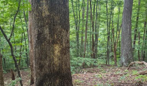 Photo #19 of TBD RIDGE ST, LOVINGSTON, VA 49.3 acres