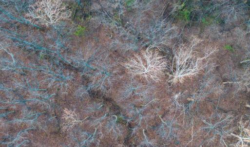 Photo #14 of TBD RIDGE ST, LOVINGSTON, VA 49.3 acres