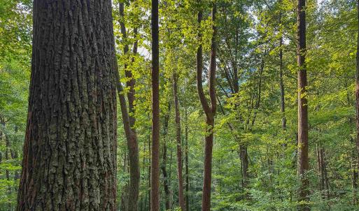 Photo #16 of TBD RIDGE ST, LOVINGSTON, VA 49.3 acres