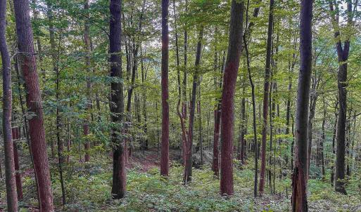 Photo #20 of TBD RIDGE ST, LOVINGSTON, VA 49.3 acres