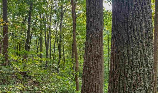 Photo #21 of TBD RIDGE ST, LOVINGSTON, VA 49.3 acres