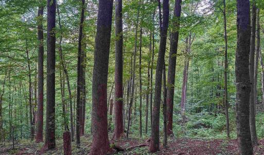 Photo #22 of TBD RIDGE ST, LOVINGSTON, VA 49.3 acres