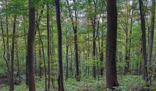 Photo #5 of TBD RIDGE ST, LOVINGSTON, VA 49.3 acres