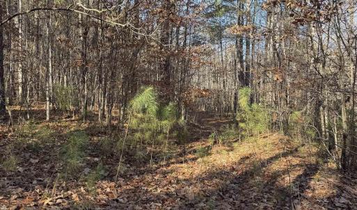 Photo #8 of TBD UNION HILL DR, WINGINA, VA 20.3 acres