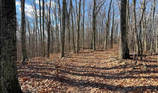 Photo #21 of TBD JOHNSON HOLLOW, SCHUYLER, VA 473.3 acres