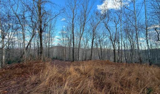Photo #12 of TBD JOHNSON HOLLOW, SCHUYLER, VA 473.3 acres