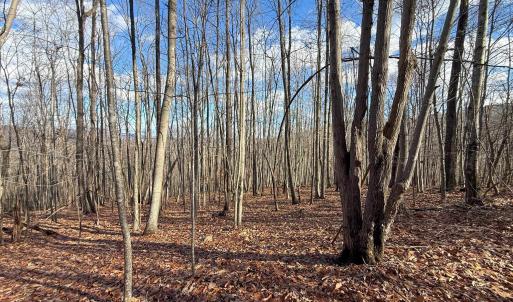 Photo #23 of TBD JOHNSON HOLLOW, SCHUYLER, VA 473.3 acres