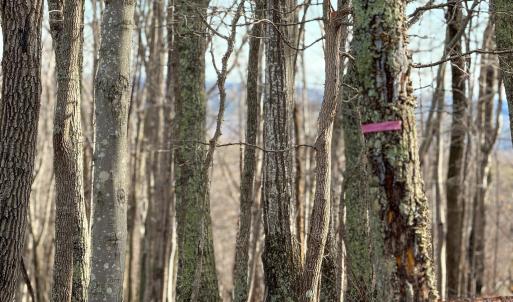 Photo #17 of TBD JOHNSON HOLLOW, SCHUYLER, VA 473.3 acres