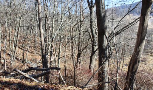 Photo #12 of 1004 JACKSON RIVER TPKE, MONTEREY, VA 21.2 acres