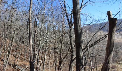 Photo #8 of 1004 JACKSON RIVER TPKE, MONTEREY, VA 21.2 acres