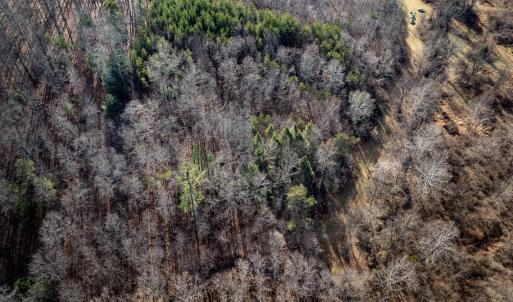 Photo #12 of 3.94 AC PEACE AND QUIET CIR, REVA, VA 3.9 acres