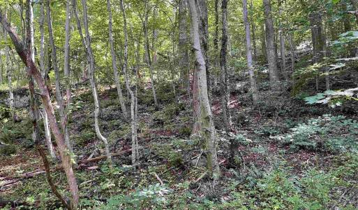 Photo #9 of TBD BEECH GROVE RD, ROSELAND, VA 4.3 acres