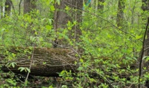 Photo #2 of GAYLE LN, FRONT ROYAL, VA 0.9 acres