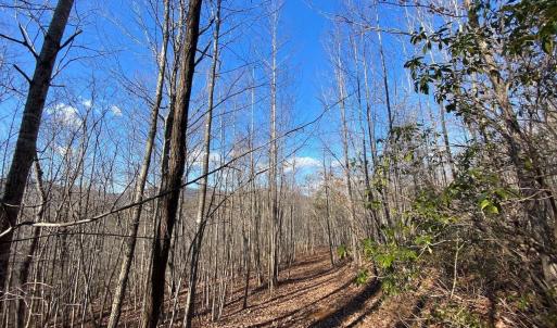 Photo #8 of WALNUT GROVE LN, LOVINGSTON, VA 50.0 acres