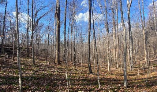 Photo #2 of WALNUT GROVE LN, LOVINGSTON, VA 50.0 acres