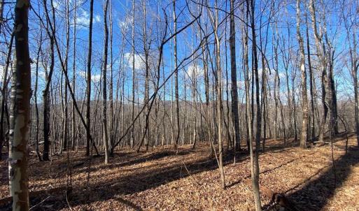 Photo #5 of WALNUT GROVE LN, LOVINGSTON, VA 50.0 acres