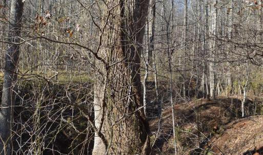 Photo #13 of FRAYS RIDGE CT, EARLYSVILLE, VA 21.0 acres