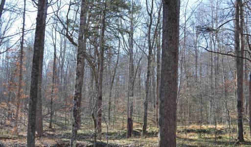 Photo #11 of FRAYS RIDGE CT, EARLYSVILLE, VA 21.0 acres