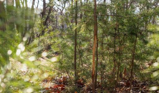 Photo #20 of FLEMING PARK RD, MOUNT JACKSON, VA 4.7 acres