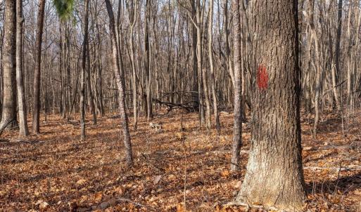 Photo #14 of FLEMING PARK RD, MOUNT JACKSON, VA 4.7 acres