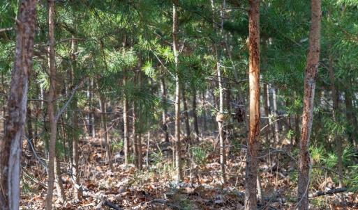 Photo #16 of FLEMING PARK RD, MOUNT JACKSON, VA 4.7 acres