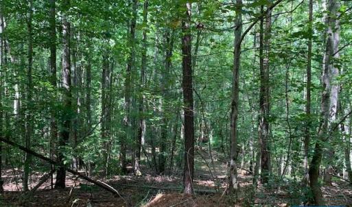 Photo #1 of OLD DOMINION RD, OLD DOMINION, VA 40.0 acres