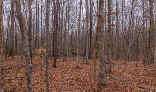 Photo #23 of Lot 1 PINEY GREEN RD, CREWE, VA 13.5 acres