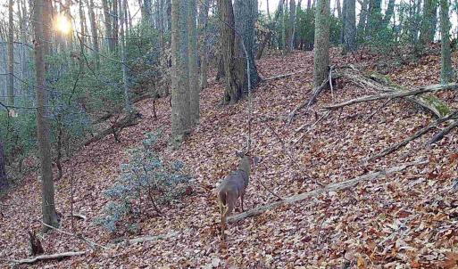 Photo #8 of TBD DAVIS CREEK LN, LOVINGSTON, VA 11.0 acres