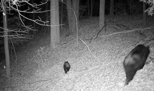 Photo #9 of TBD DAVIS CREEK LN, LOVINGSTON, VA 11.0 acres