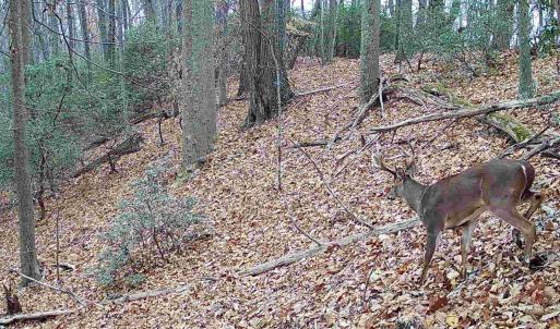 Photo #10 of TBD DAVIS CREEK LN, LOVINGSTON, VA 11.0 acres