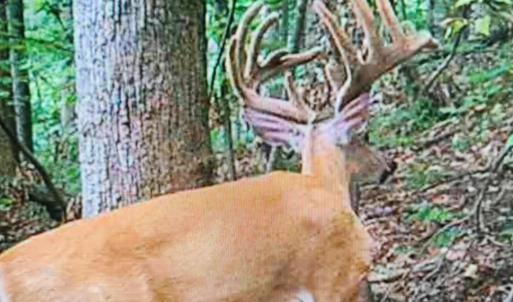 Photo #7 of TBD DAVIS CREEK LN, LOVINGSTON, VA 11.0 acres