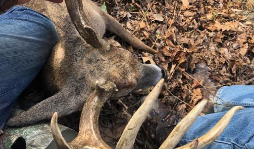 Photo #6 of TBD DAVIS CREEK LN, LOVINGSTON, VA 11.0 acres