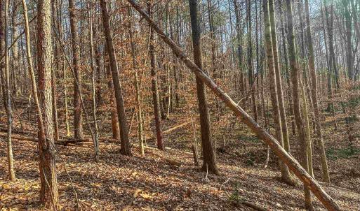 Photo #14 of TBD CARTER RD, SCHUYLER, VA 21.0 acres