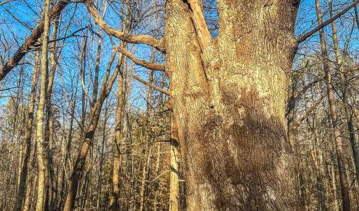 Photo #11 of TBD CARTER RD, SCHUYLER, VA 21.0 acres