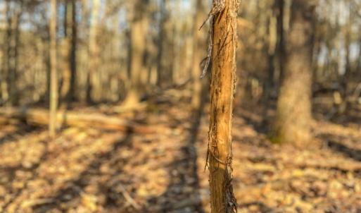 Photo #13 of TBD CARTER RD, SCHUYLER, VA 21.0 acres