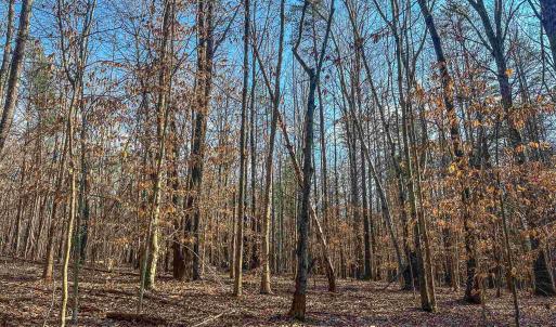 Photo #8 of TBD CARTER RD, SCHUYLER, VA 21.0 acres