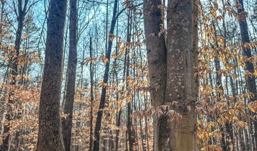 Photo #7 of TBD CARTER RD, SCHUYLER, VA 21.0 acres